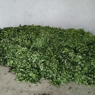 【品质保证】荠菜应季荠菜质量三包整车代发包心芥菜