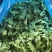 【品质保证】荠菜应季荠菜质量三包整车代发包心芥菜