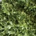 【品质保证】荠菜应季荠菜质量三包整车代发包心芥菜