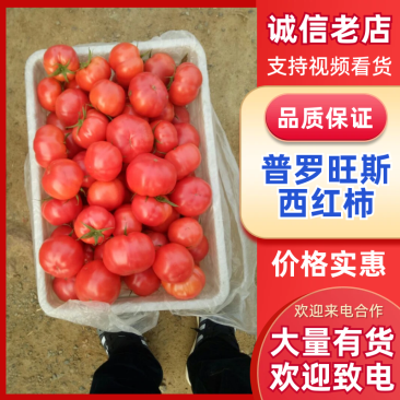 普罗旺斯西红柿弧一以下软粉通货