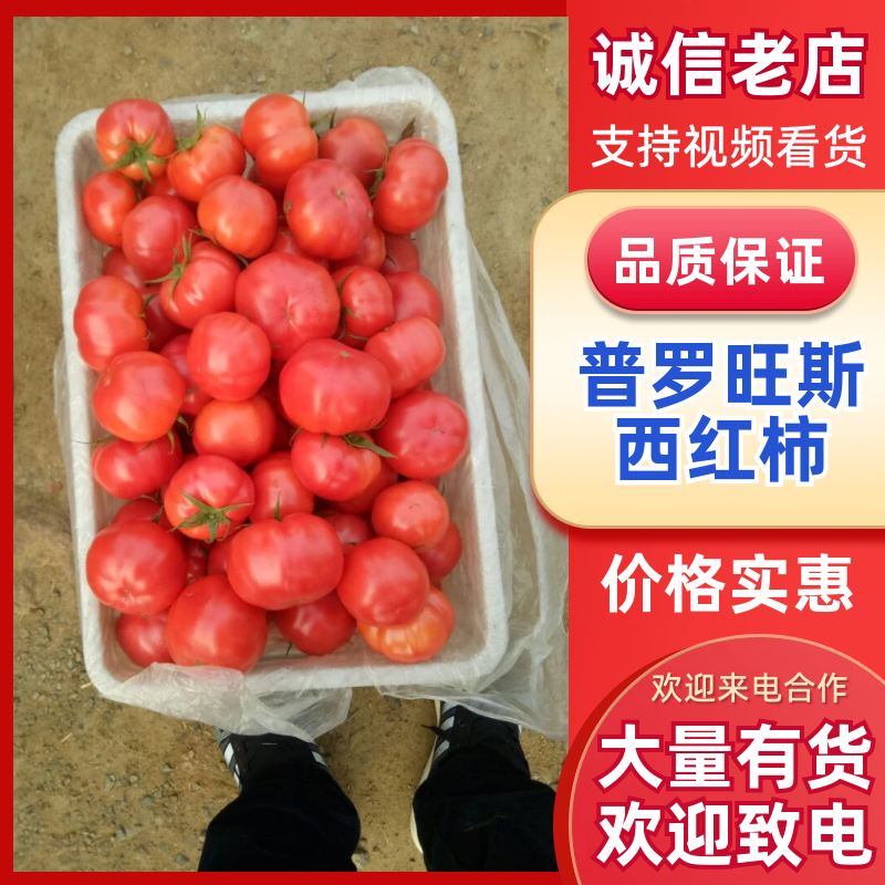 【海量货源】海阳普罗旺斯西红柿按需包装产地直发一条龙服务
