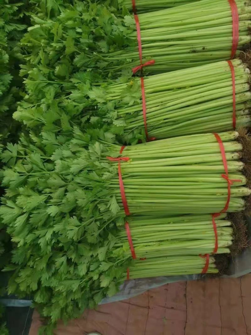 安徽芹菜香芹大量上市翠绿无丝规格齐全欢迎实地考察