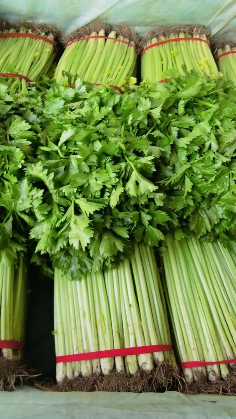 安徽芹菜香芹大量上市翠绿无丝规格齐全欢迎实地考察