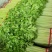 安徽芹菜香芹大量上市翠绿无丝规格齐全欢迎实地考察