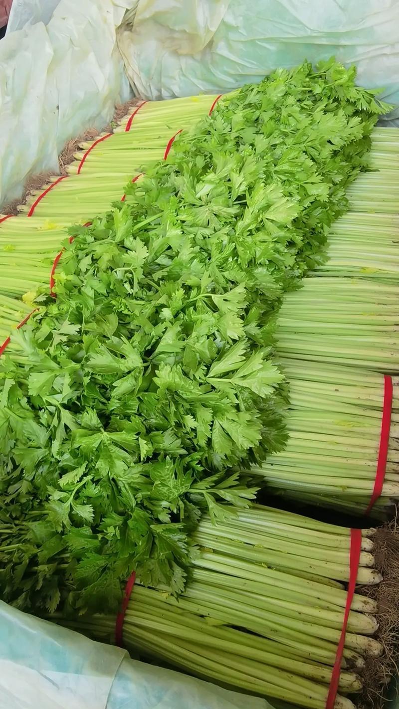 安徽芹菜香芹大量上市翠绿无丝规格齐全欢迎实地考察