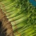 安徽芹菜香芹大量上市翠绿无丝规格齐全欢迎实地考察