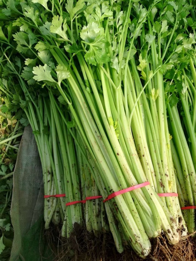 安徽芹菜香芹大量上市翠绿无丝规格齐全欢迎实地考察