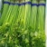 安徽芹菜香芹大量上市翠绿无丝规格齐全欢迎实地考察