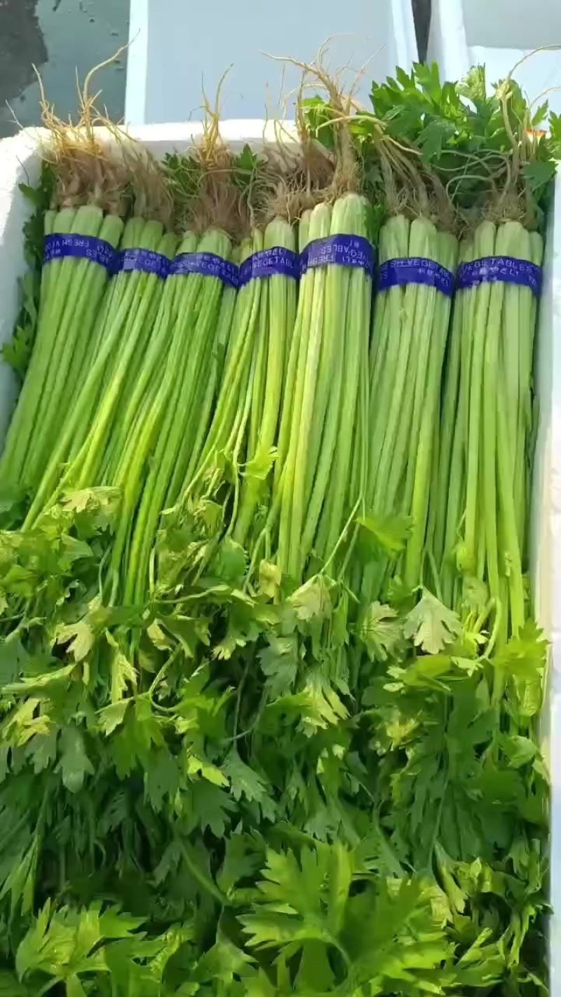 安徽芹菜香芹大量上市翠绿无丝规格齐全欢迎实地考察