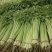 安徽芹菜香芹大量上市翠绿无丝规格齐全欢迎实地考察
