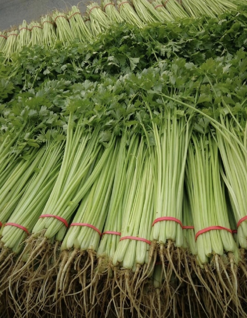 安徽芹菜香芹大量上市翠绿无丝规格齐全欢迎实地考察