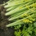 安徽芹菜香芹大量上市翠绿无丝规格齐全欢迎实地考察