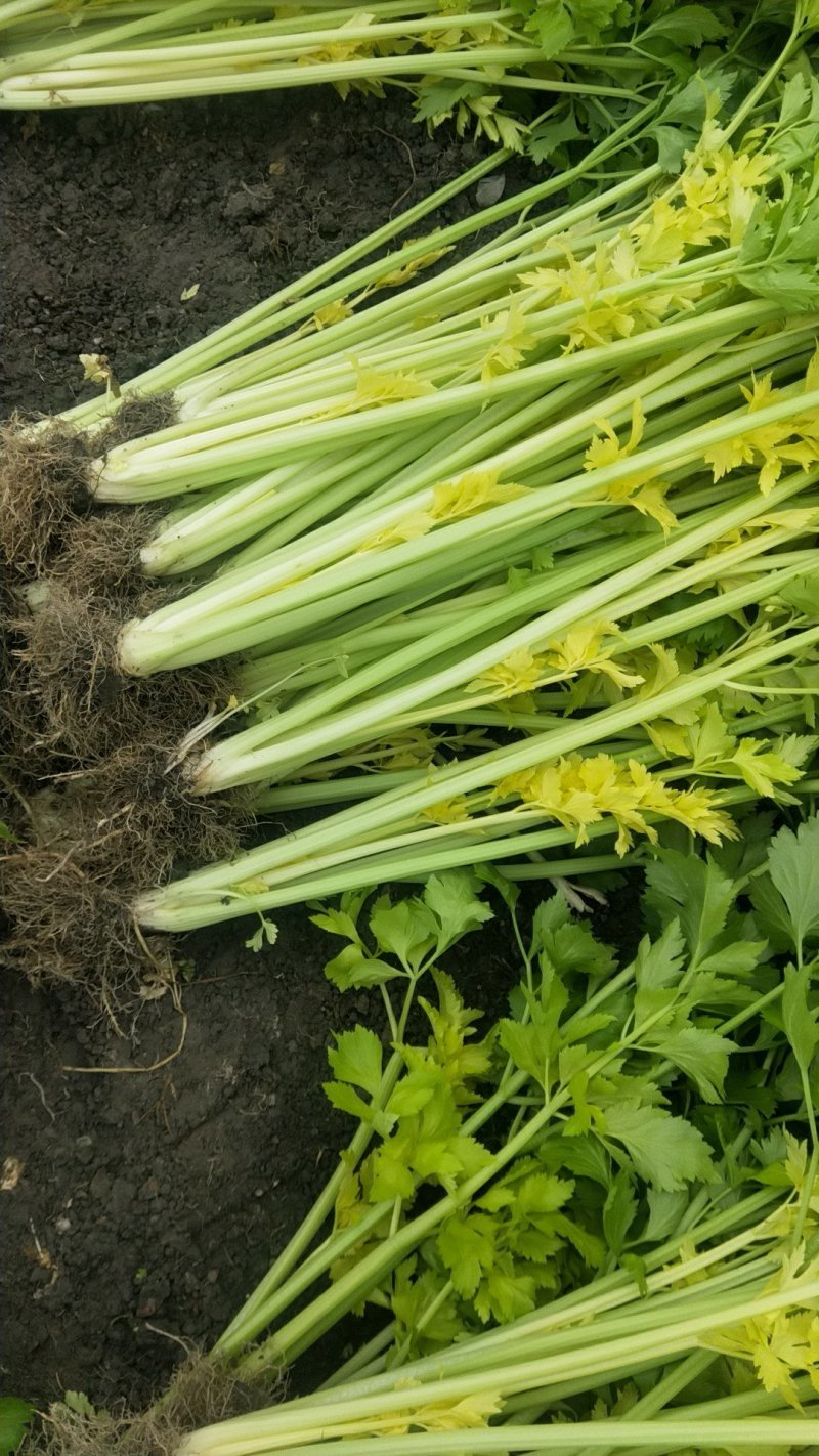 安徽芹菜香芹大量上市翠绿无丝规格齐全欢迎实地考察