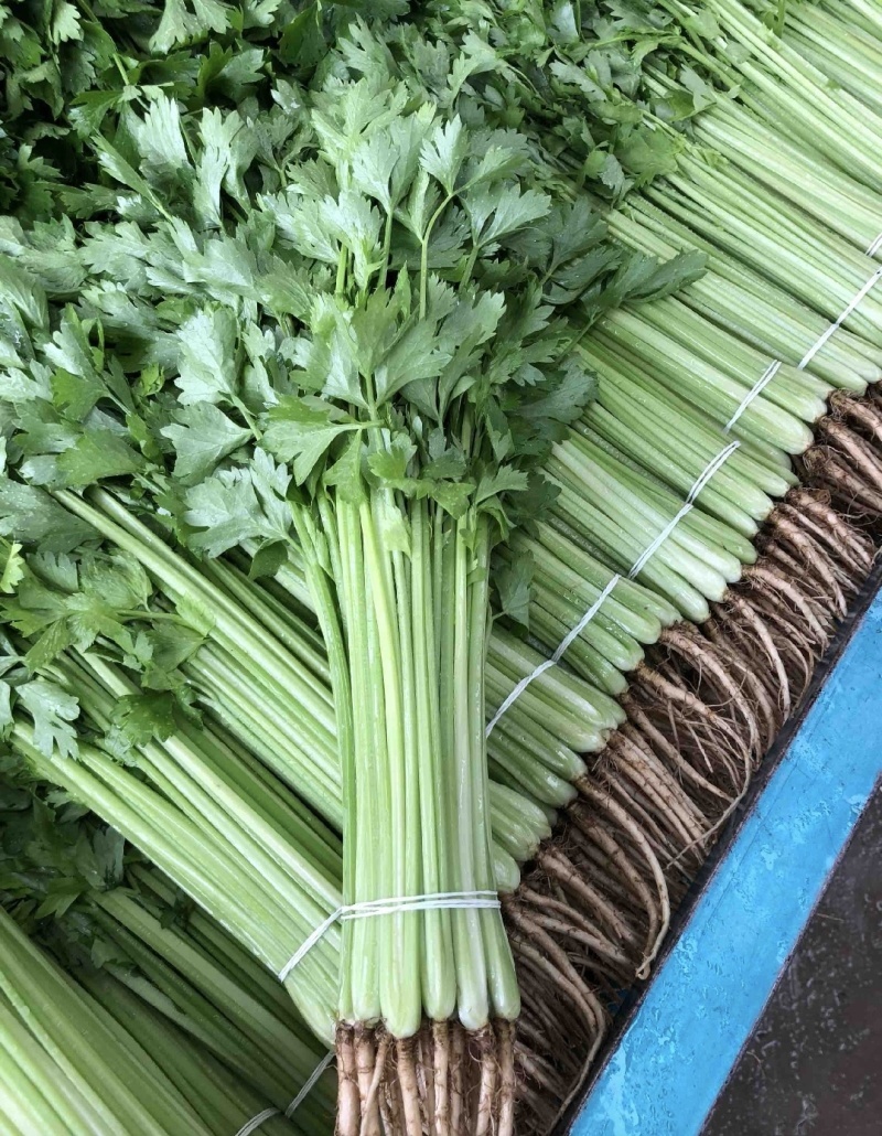 安徽芹菜香芹大量上市翠绿无丝规格齐全欢迎实地考察