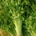 安徽芹菜香芹大量上市翠绿无丝规格齐全欢迎实地考察