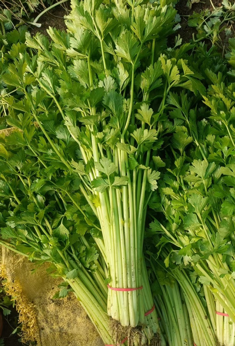 安徽芹菜香芹大量上市翠绿无丝规格齐全欢迎实地考察