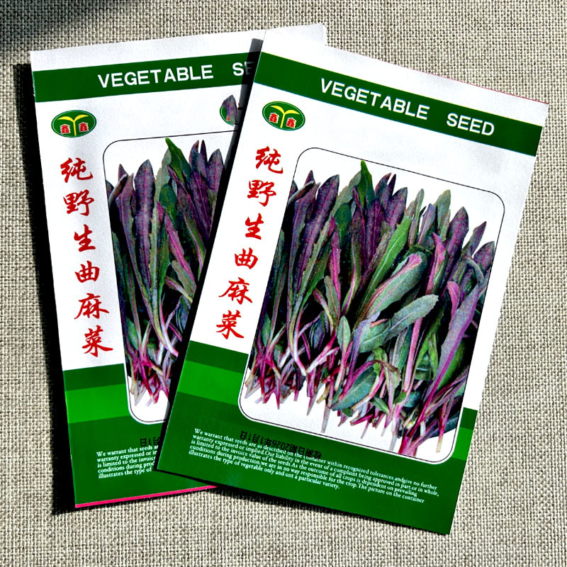 曲麻菜种子苦菜种野生曲曲菜苦荬菜四季播种大田基地