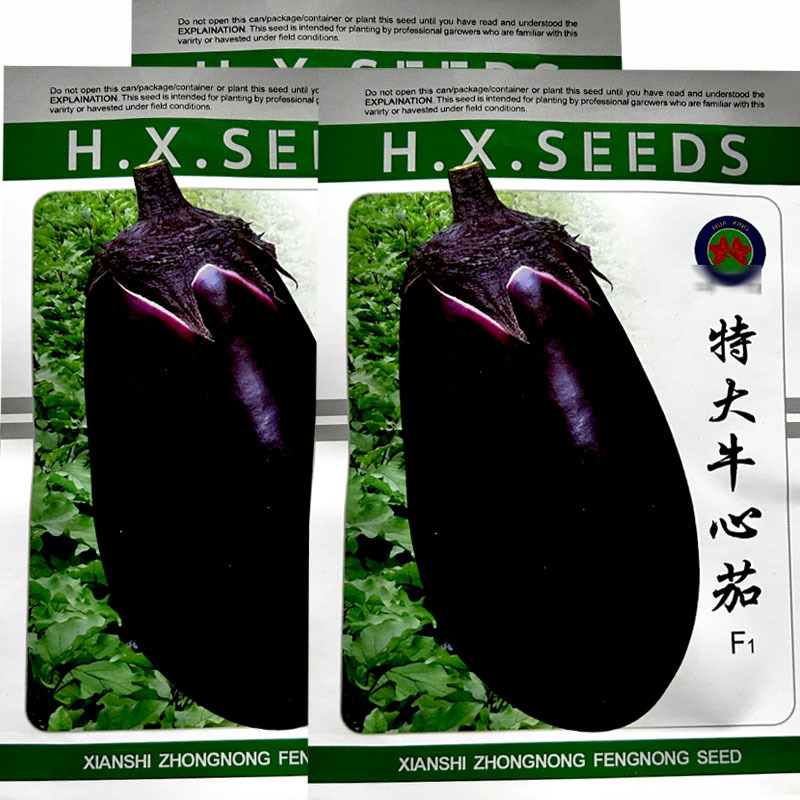 特大牛心茄种子早熟果大紫罐茄种子果肉细白疏松黑紫油亮茄子
