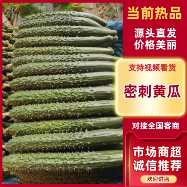 密刺黄瓜，产地直发，大量有货，欢迎各位老板咨询采购
