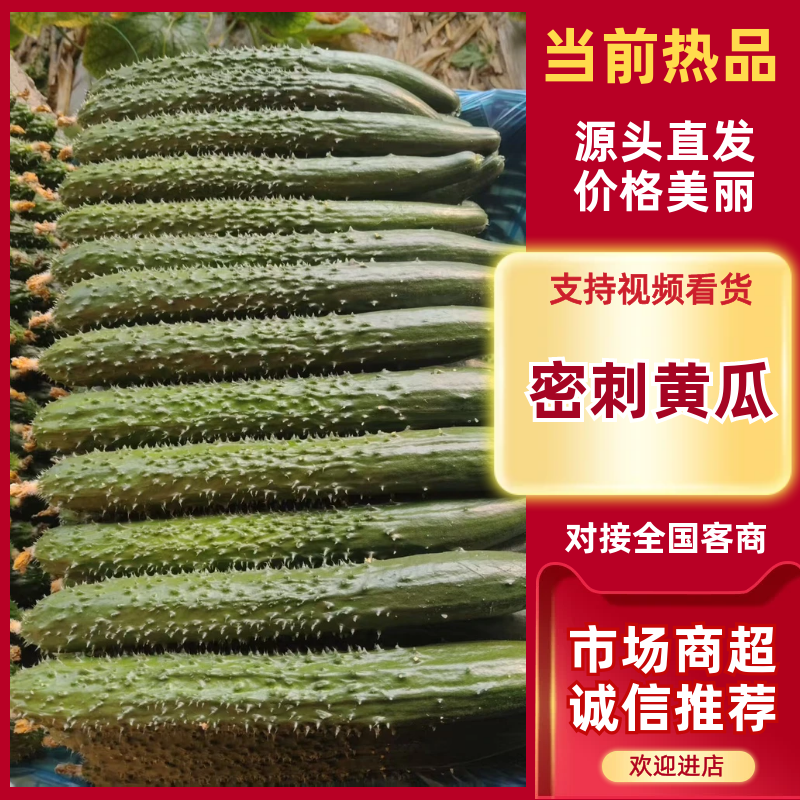 密刺黄瓜，产地直发，大量有货，欢迎各位老板咨询采购