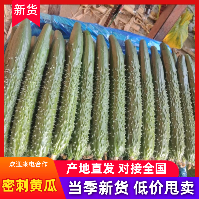 密刺黄瓜，产地直发，大量有货，欢迎各位老板咨询采购