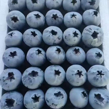 精品蓝莓批发L25F6L11优瑞卡云雀品种齐全