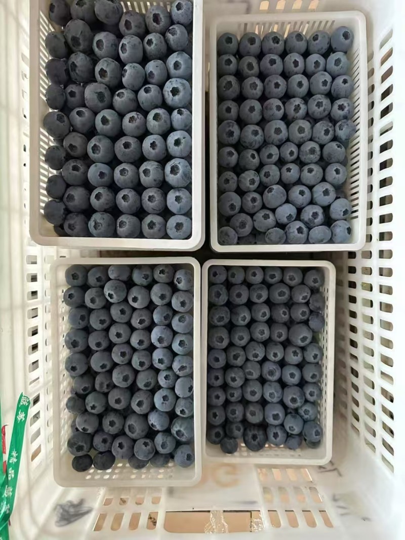 精品蓝莓H5F6瑞卡蓝莓品种齐全价格优惠