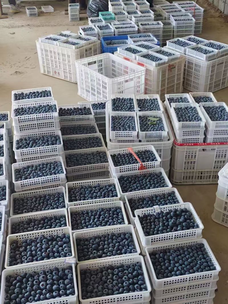 精品蓝莓H5F6瑞卡蓝莓品种齐全价格优惠