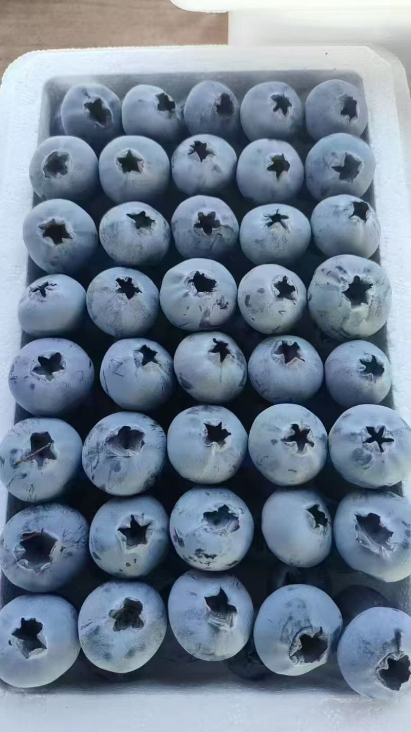 精品蓝莓H5F6瑞卡蓝莓品种齐全价格优惠