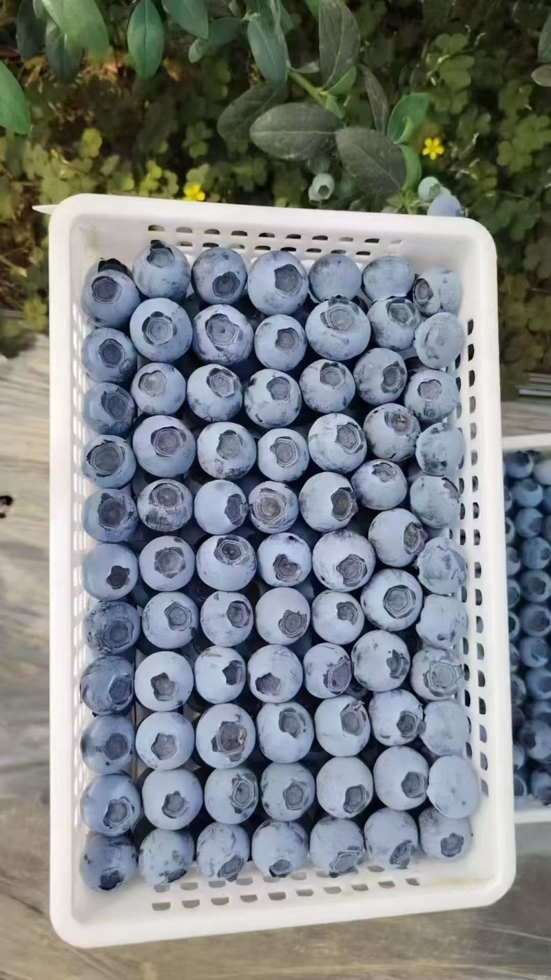 精品蓝莓H5F6瑞卡蓝莓品种齐全价格优惠