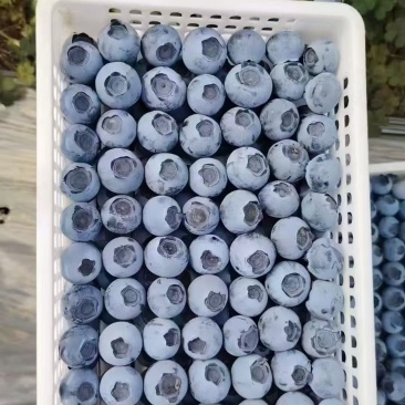 【莱克西蓝莓】品质保证价格优惠品种齐全量大从优