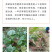 高萌发高含量柔毛淫羊藿种苗，露天淫羊藿苗