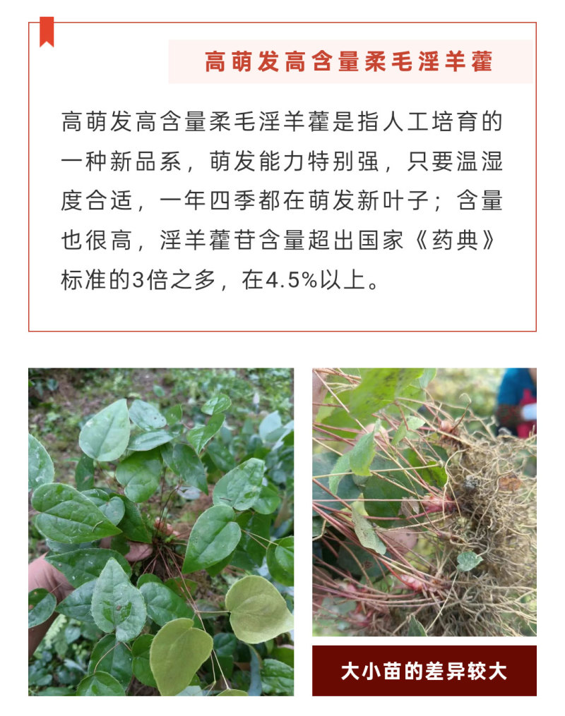 高萌发高含量柔毛淫羊藿种苗，露天淫羊藿苗