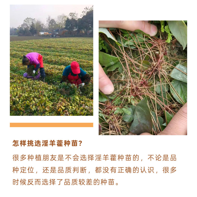 高萌发高含量柔毛淫羊藿种苗，露天淫羊藿苗