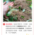 高萌发高含量柔毛淫羊藿种苗，露天淫羊藿苗