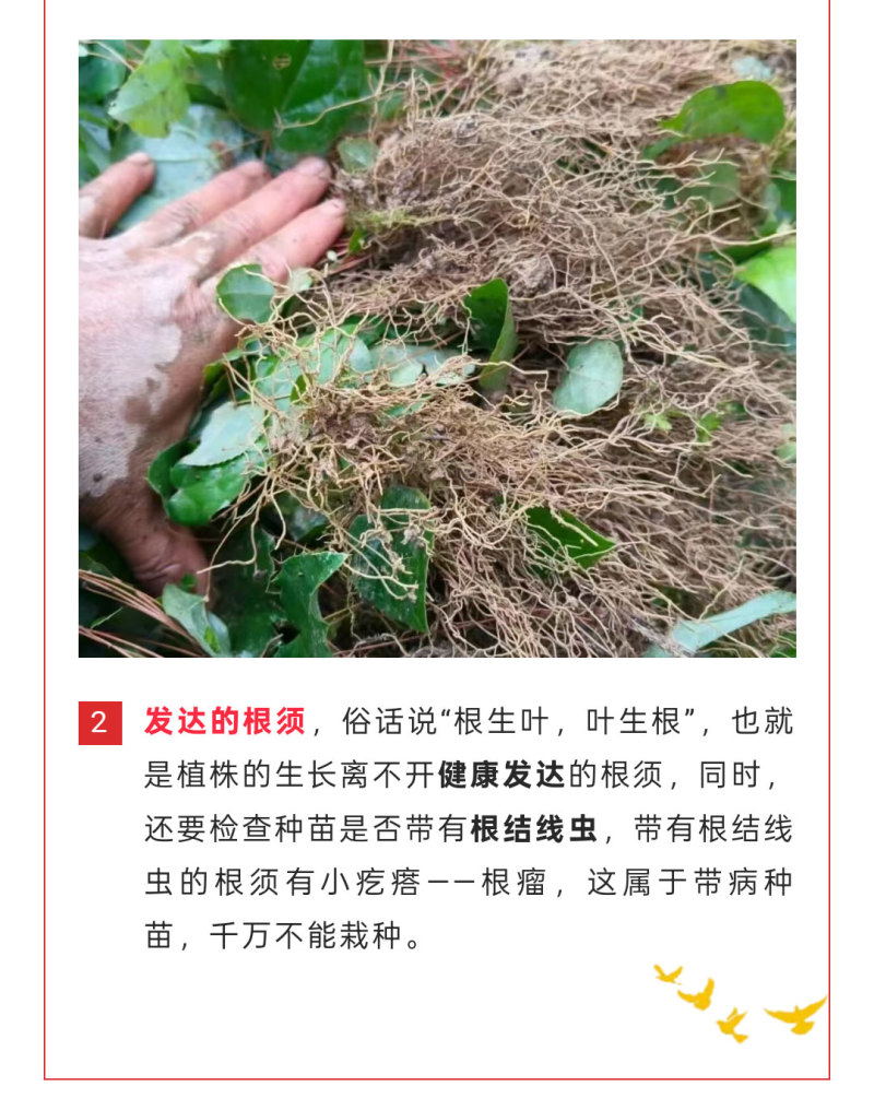 高萌发高含量柔毛淫羊藿种苗，露天淫羊藿苗