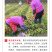 高萌发高含量柔毛淫羊藿种苗，露天淫羊藿苗