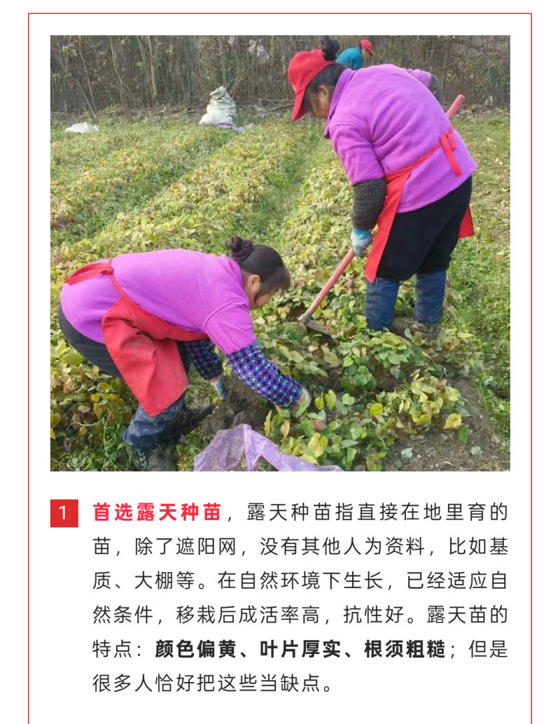 高萌发高含量柔毛淫羊藿种苗，露天淫羊藿苗