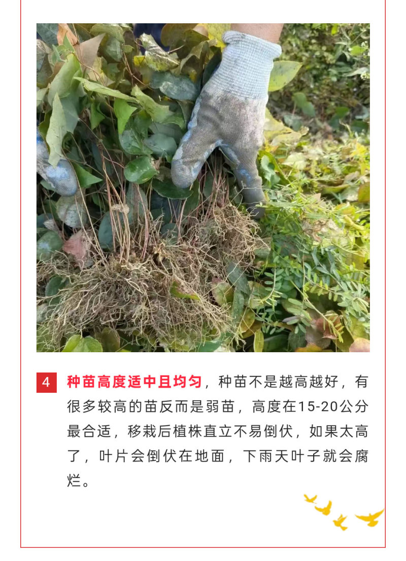高萌发高含量柔毛淫羊藿种苗，露天淫羊藿苗
