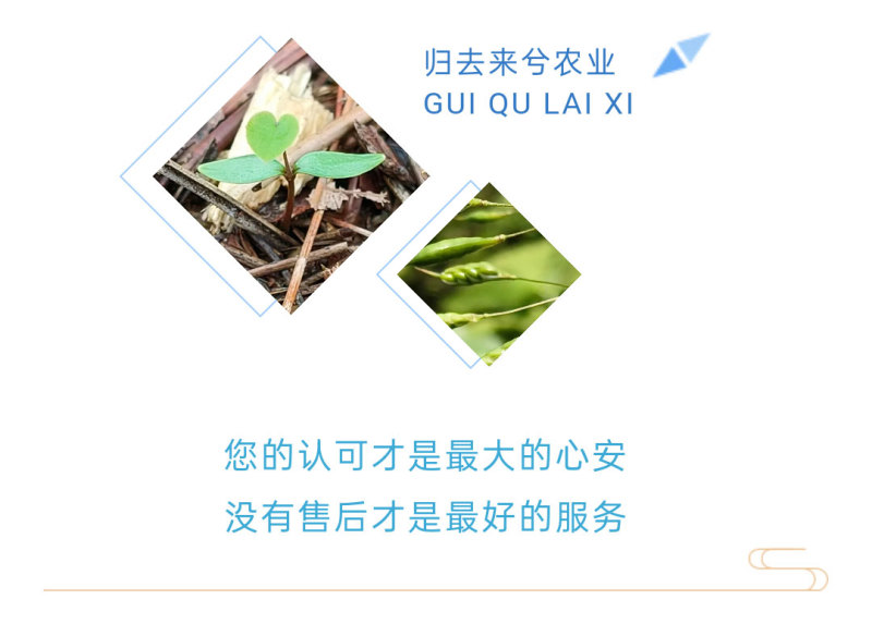 高萌发高含量柔毛淫羊藿种苗，露天淫羊藿苗