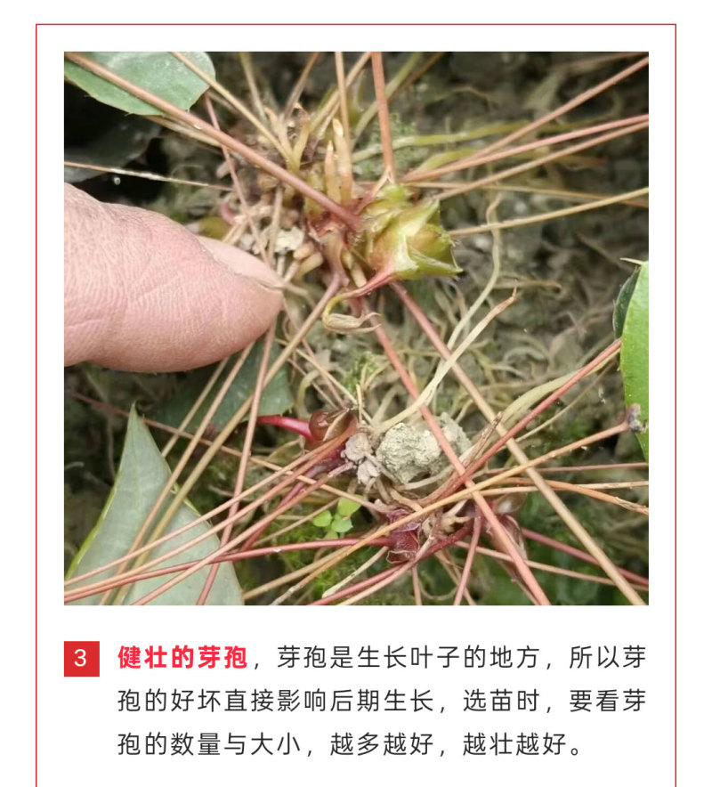 高萌发高含量柔毛淫羊藿种苗，露天淫羊藿苗