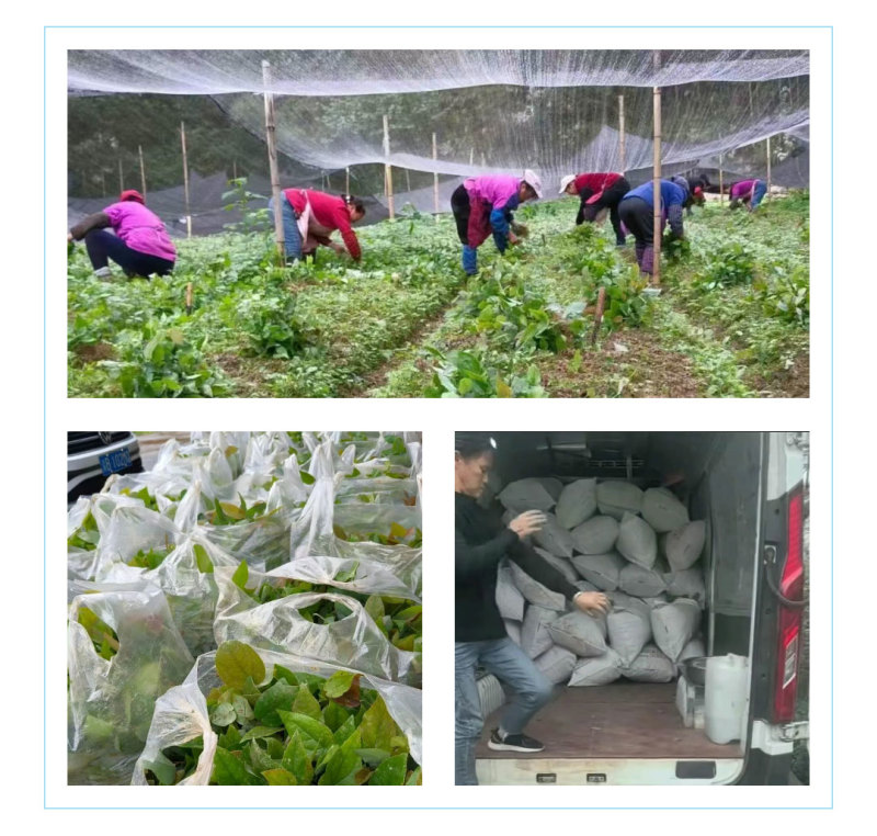 高萌发高含量柔毛淫羊藿种苗，露天淫羊藿苗