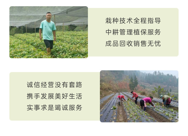 高萌发高含量柔毛淫羊藿种苗，露天淫羊藿苗