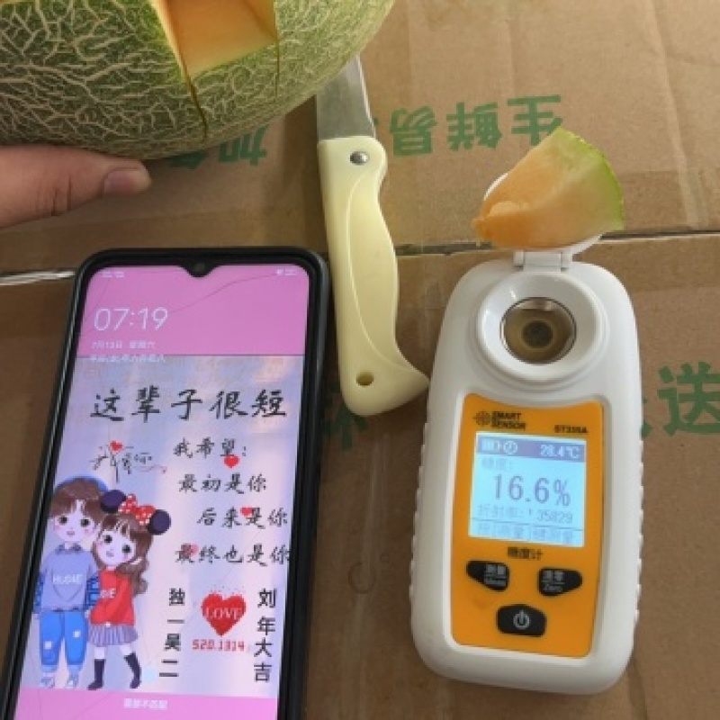 海南哈密瓜小蜜25号量大从优一手货源对接全国市场海南