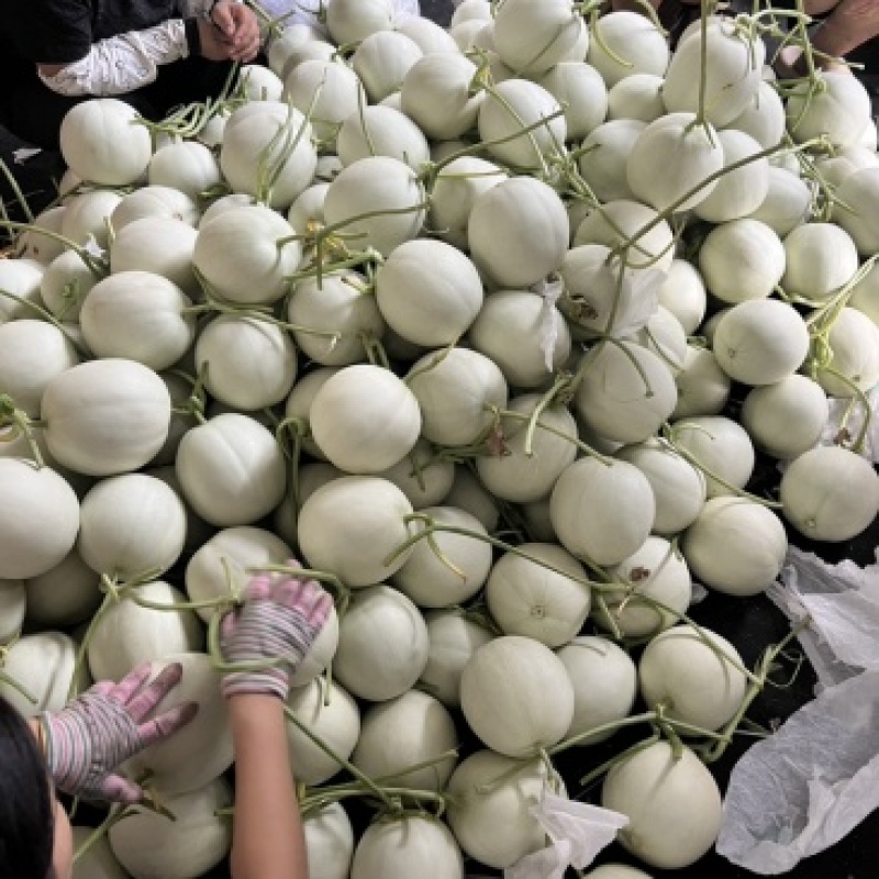 海南山东玉菇甜瓜一件代发社区团购产地直发日发万单