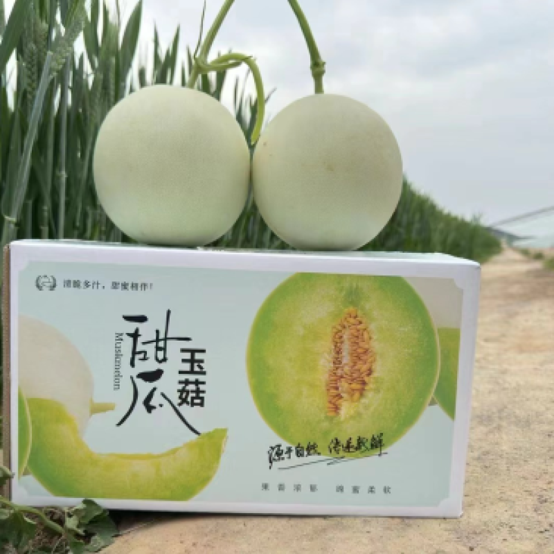 海南山东玉菇甜瓜一件代发社区团购产地直发日发万单
