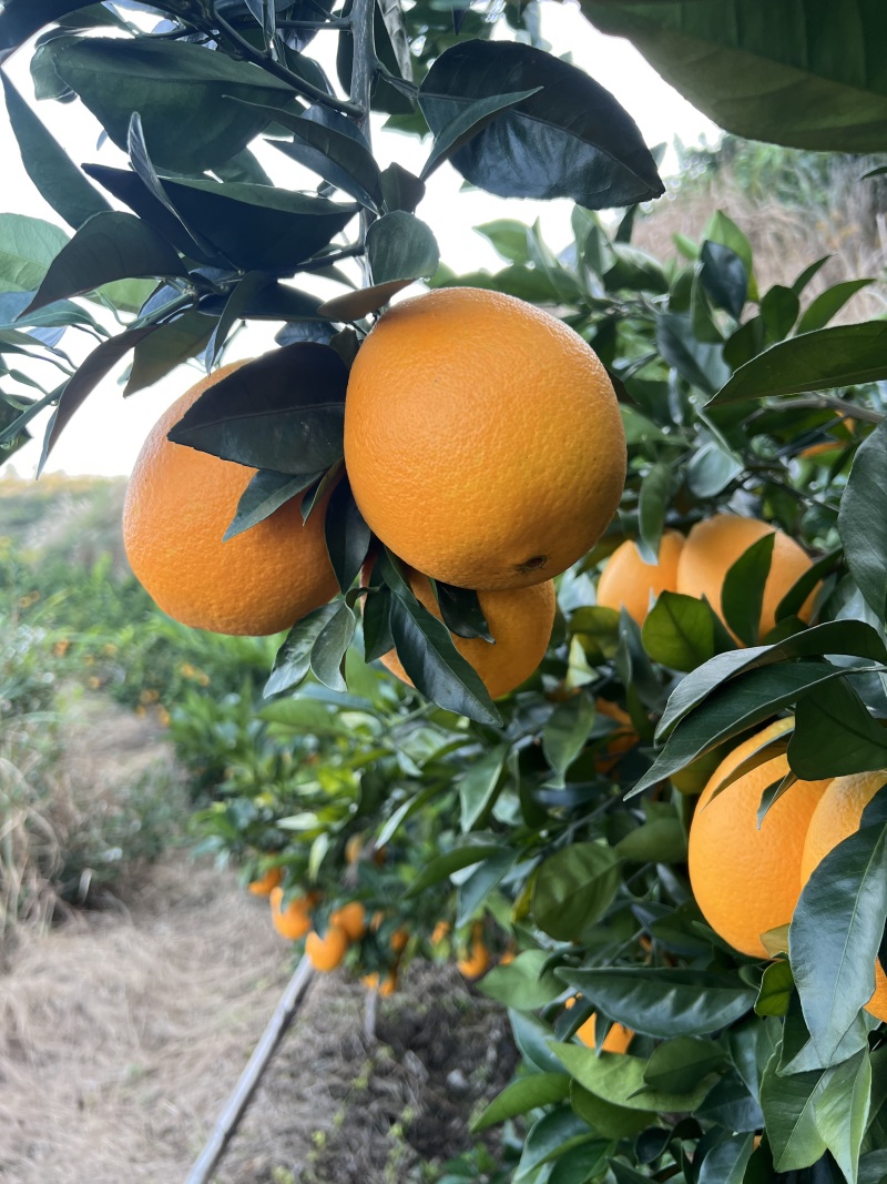 【热卖】特级赣南脐橙大量上市对接商超档口欢迎选购