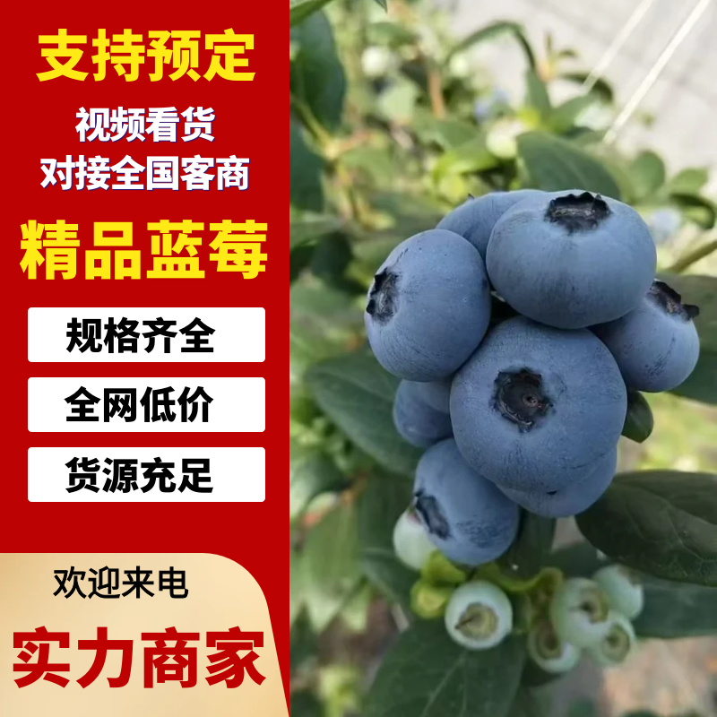 蓝莓。花香25。F6。L11。