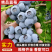 L11蓝莓山东蓝莓品种齐全甜美多汁商超直供一件代发