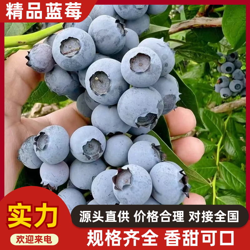 L11蓝莓山东蓝莓品种齐全甜美多汁商超直供一件代发